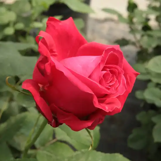 Rosa Alec's Red™ - roșu - trandafir teahibrid